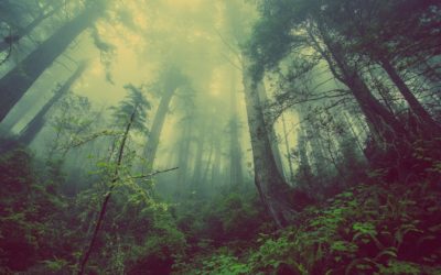 Seasonal Affective Disorder: Attitude Hacks to Get Past the Fall Blues
